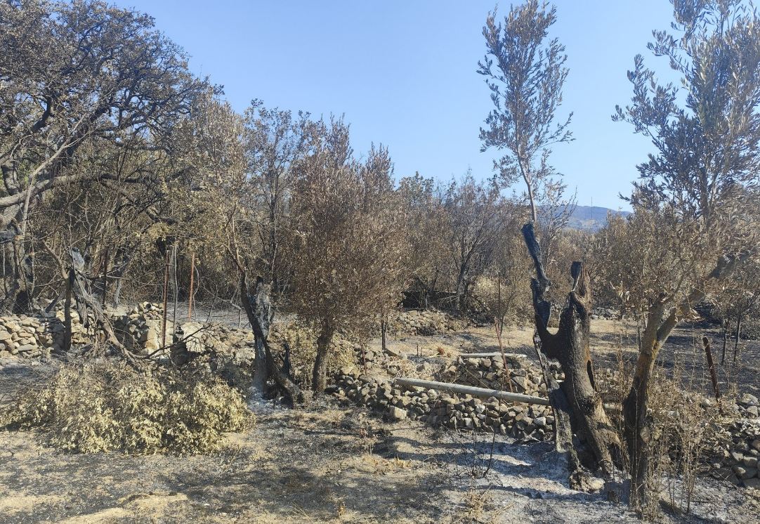 Ανάδοχος αποκατάστασης των καμένων εκτάσεων της Χίου η Εθνική Τράπεζα