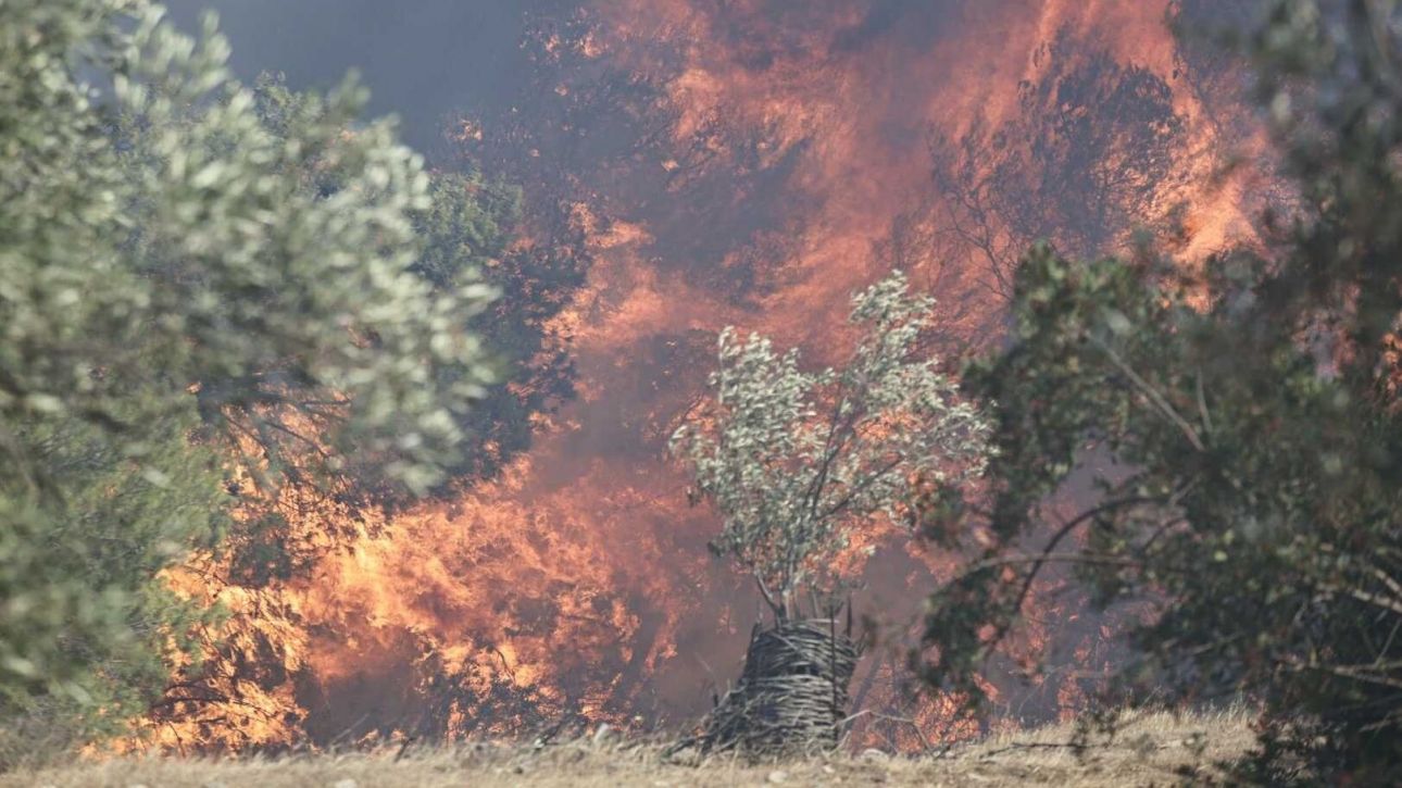 Μέχρι την Τετάρτη 15/10 αιτήσεις για ζημιές στο φυτικό κεφάλαιο από τις πυρκαγιές καλοκαιριού