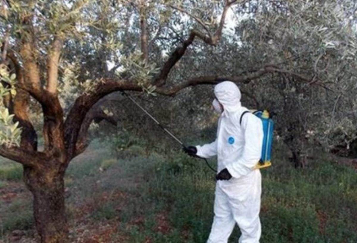 Τρίτος ψεκασμός για τον Δάκο της ελιάς